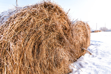 Bales of hay laying in snow on field