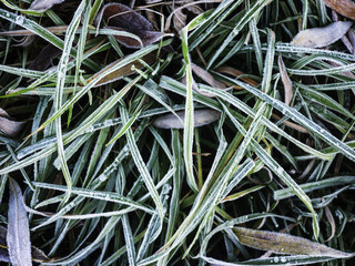 Grass covered with hoarfrost.