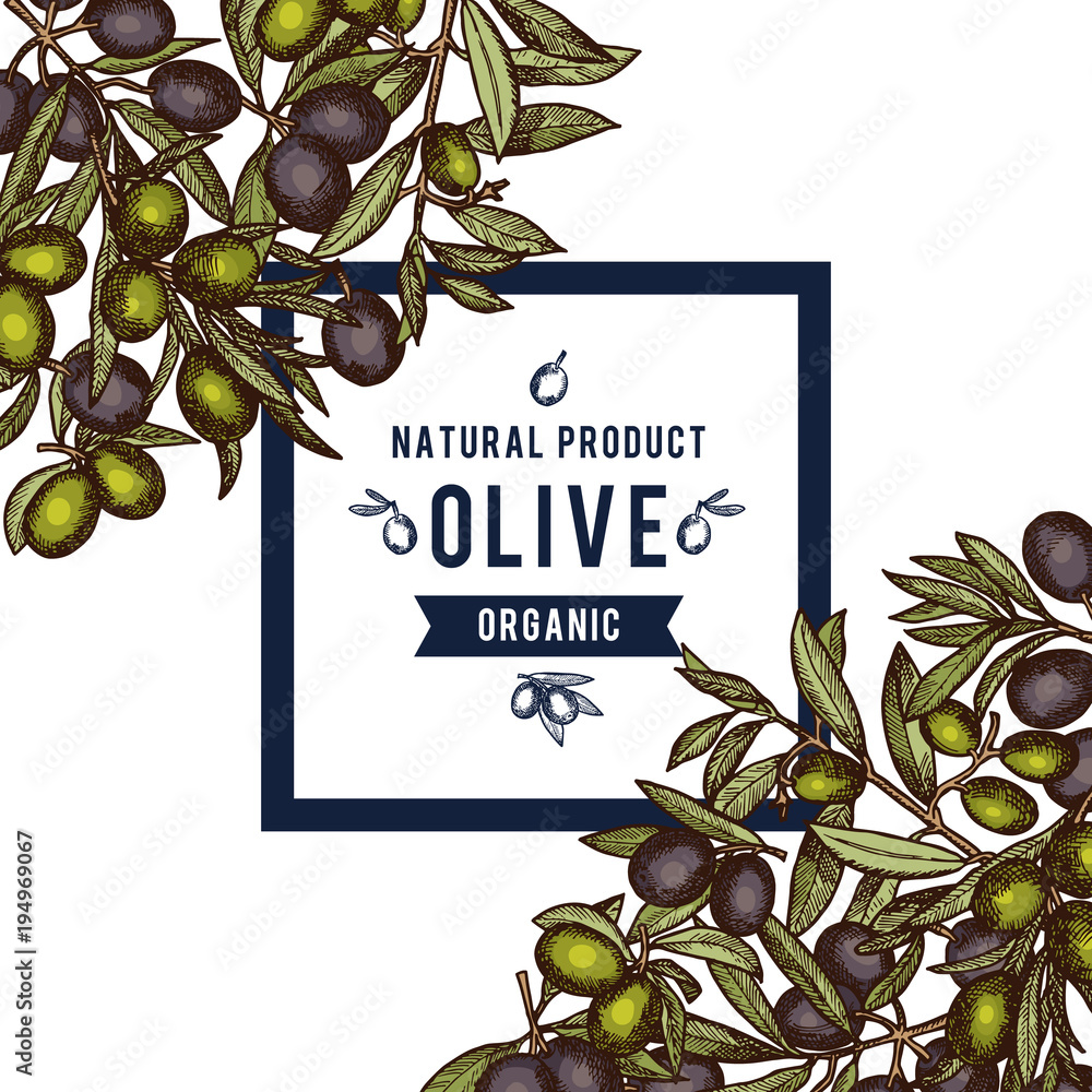 Poster vector frame with place for text anf hand drawn colored olive branches in corners background