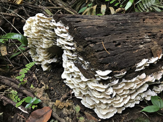 White mushrooms on wooden log.