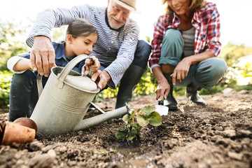 Senior couple with granddaughter gardening in the backyard garden.