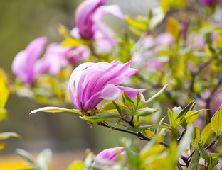 Pink Magnolia Flower in the wind