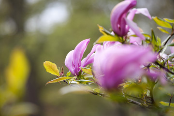 Pink Magnolia Flower in the wind soft focus