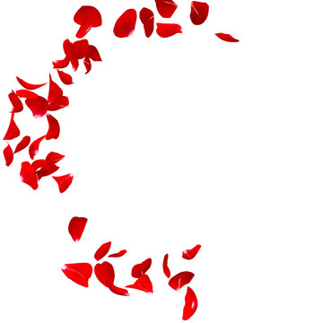 Red rose petals fly in a circle. The center free space for Your photos or text