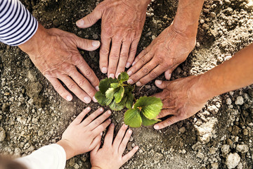 Senior couple with granddaughter gardening in the garden.