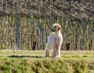 Afghan hound.The Afghan Hound is a hound that is distinguished by its thick, fine, silky coat.The...