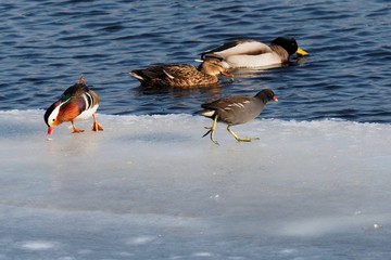 Versammelung an der Eiskante