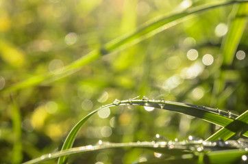 Dew drops on the grass close-up on a bright sunny morning.