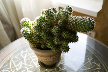 Cactus in a ceramic pot