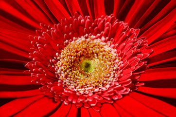 bright red flower with pollen on stamens close-up