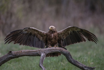 lesser spotted eagle Orlik krzykliwy Aquila pomarina (Clanga pomarina) © Slawomir