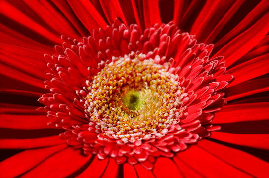 bright red flower with pollen on stamens close-up