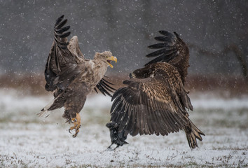 White-tailed Eagle bielik Haliaaetus albicilla © Slawomir
