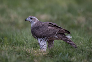 Jastrząb zwyczajny, jastrząb, jastrząb gołębiarz (Accipiter gentilis)
