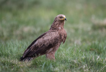 Naklejka na ściany i meble lesser spotted eagle Orlik krzykliwy Aquila pomarina (Clanga pomarina)