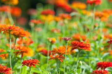 Colorful flower in the garden.
