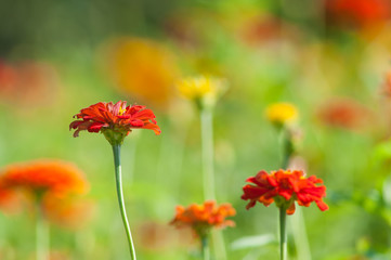 Fototapeta premium Colorful flower in the garden.