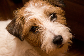 Close-up of Terrier Panting Jack cleared, home background.