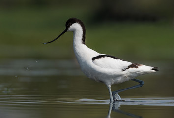 Szablodziób Recurvirostra avosetta avocet