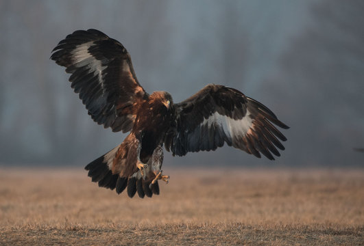 orzeł przedni - golden eagel - Aquila chrysaetos