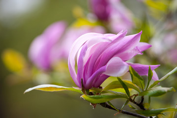 Pink Magnolia Flower in the wind