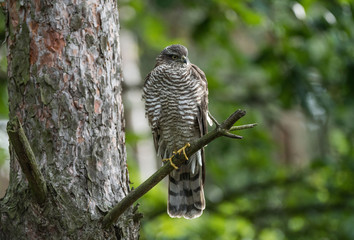 sparrow hawk Krogulec (Accipiter nisus)  © Slawomir