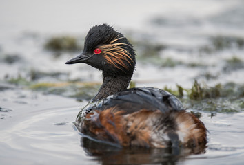 Perkoz zausznik  Podiceps nigricollis Grebe eardrum © Slawomir