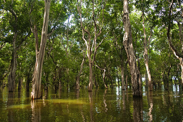 Fototapeta premium Mangroves, Tonle Sap water village