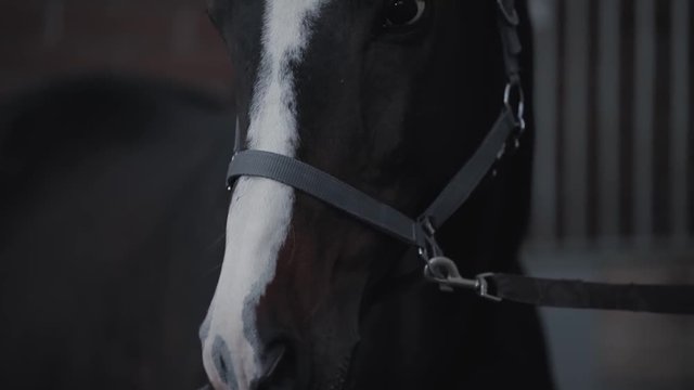 Horse portrait in a stable
