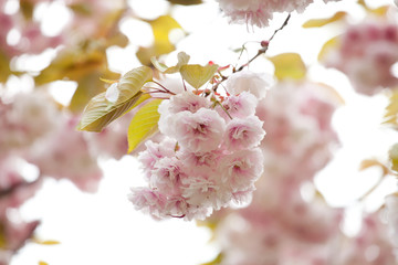 Sakura - Kanzan cherry tree(Kwanzan). Prunus Kanzan. Japanese flowering cherry. Oriental cherry tree.