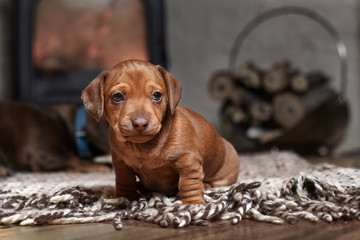 Puppy brown dachshund on a light carpet on the background of a fireplace and firewood