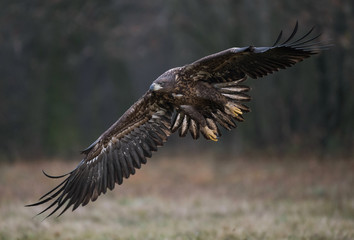 White-tailed Eagle bielik Haliaaetus albicilla © Slawomir