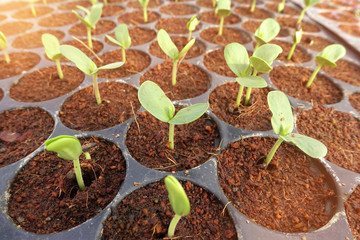 Growing organic vegetable farms for background