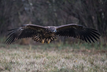 White-tailed Eagle bielik Haliaaetus albicilla