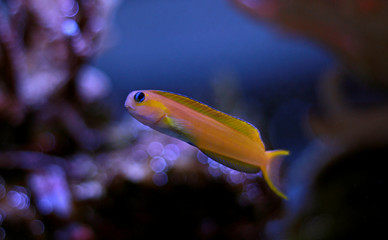 Midas Blenny (Ecsenius midas)
