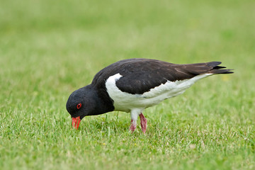 Eurasian oystercatcher (Haematopus ostralegus)