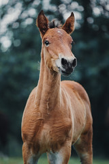 Portrait of a bay foal