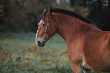 Obraz premium Portrait of a bay horse