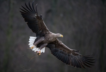 White-tailed Eagle bielik Haliaaetus albicilla