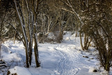 Snow forest