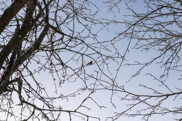Lonley winter bird