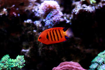 Obraz na płótnie Canvas Flame Angelfish in reef tank