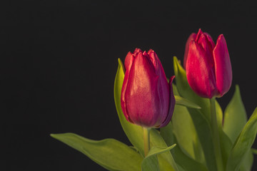 Fototapeta premium Rote Tulpen vor einem schwarzen Hintergrund