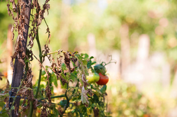 How tomatoes grow in summer. The dried bush of tomatoes in the sun, gardening, farming. Natural textural floral background and space for your text.