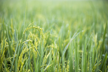 Grass green paddy filed