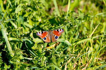 Butterfly of peacock eye in the grass