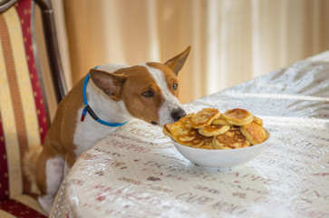 Basenji dog sitting on a chair at dinner table and trying to steal yummy pancakes