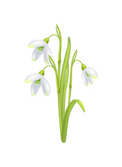 Fototapeta na wymiar Snowdrop Galanthus Bell Shaped Flower Vector Icon