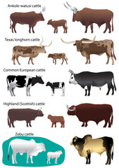 Collection of different species of cattle: common european, texas longhorn, highland (scottish), watusi (ankole-watusi), zebu