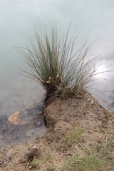 Végétation, lac, eau, arbuste, plante, paysage